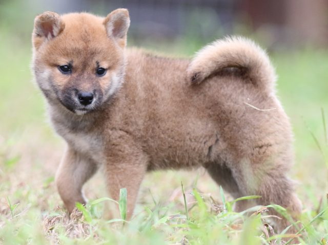 FP5A6011-puupy-shibainu FP5A6011-puupy-shibainu