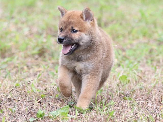 FP5A6030-puupy-shibainu FP5A6030-puupy-shibainu