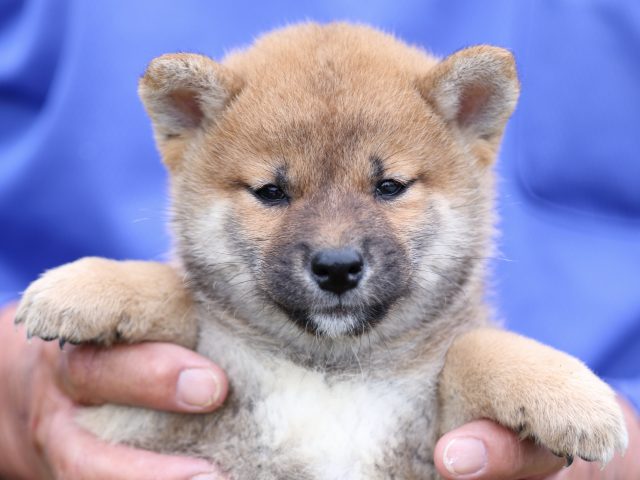 FP5A6065-puupy-shibainu FP5A6065-puupy-shibainu