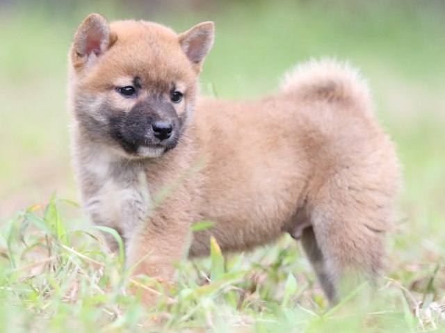 FP5A6092-puupy-shibainu FP5A6092-puupy-shibainu