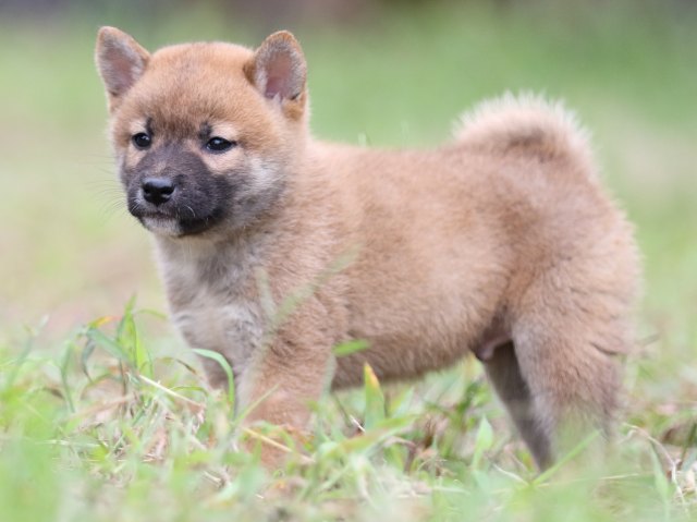 FP5A6103-puupy-shibainu FP5A6103-puupy-shibainu