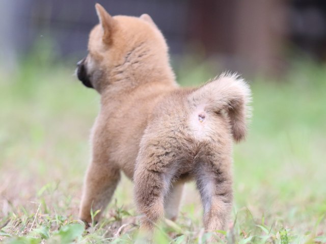 FP5A6112-puupy-shibainu FP5A6112-puupy-shibainu