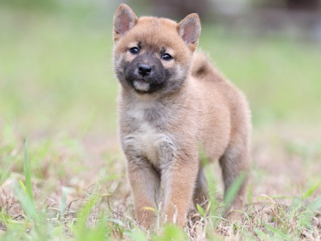 FP5A6125-puupy-shibainu FP5A6125-puupy-shibainu