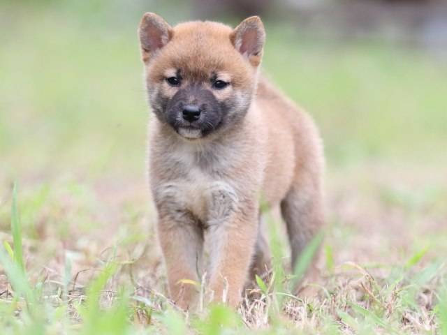 FP5A6131-puupy-shibainu FP5A6131-puupy-shibainu