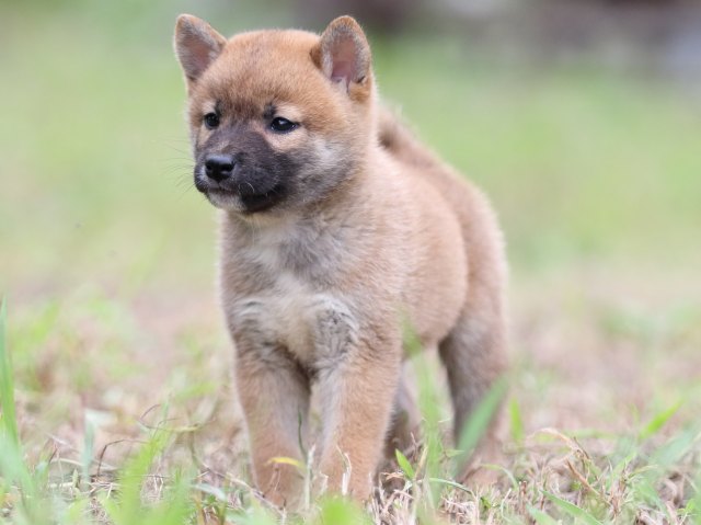 FP5A6133-puupy-shibainu FP5A6133-puupy-shibainu