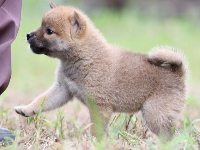 FP5A6142-puupy-shibainu FP5A6142-puupy-shibainu