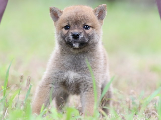 FP5A6155-puupy-shibainu FP5A6155-puupy-shibainu