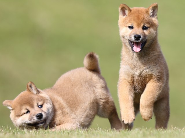 FP5A6162-puupy-shibainu FP5A6162-puupy-shibainu