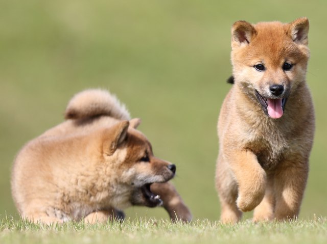 FP5A6163-puupy-shibainu FP5A6163-puupy-shibainu