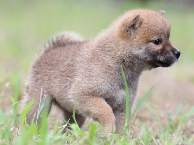 FP5A6172-puupy-shibainu FP5A6172-puupy-shibainu