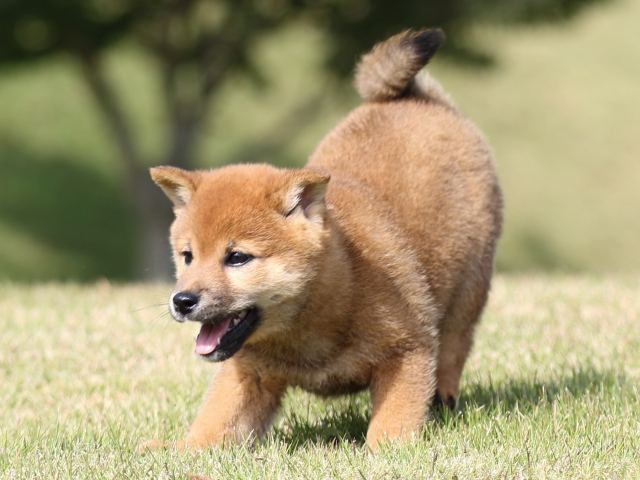 FP5A6187-puupy-shibainu FP5A6187-puupy-shibainu