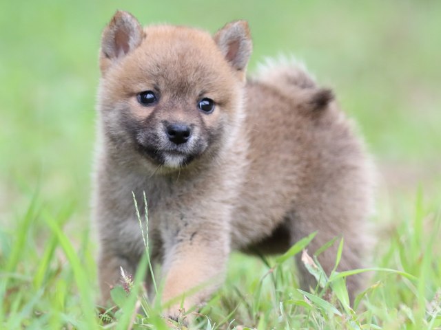 FP5A6202-puupy-shibainu FP5A6202-puupy-shibainu
