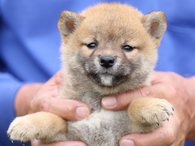 FP5A6223-puupy-shibainu FP5A6223-puupy-shibainu