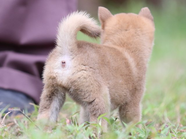 FP5A6227-puupy-shibainu FP5A6227-puupy-shibainu