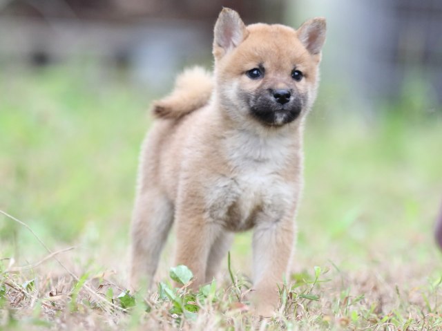 FP5A6233-puupy-shibainu FP5A6233-puupy-shibainu