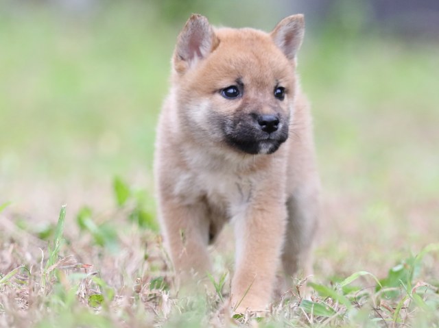 FP5A6241-puupy-shibainu FP5A6241-puupy-shibainu