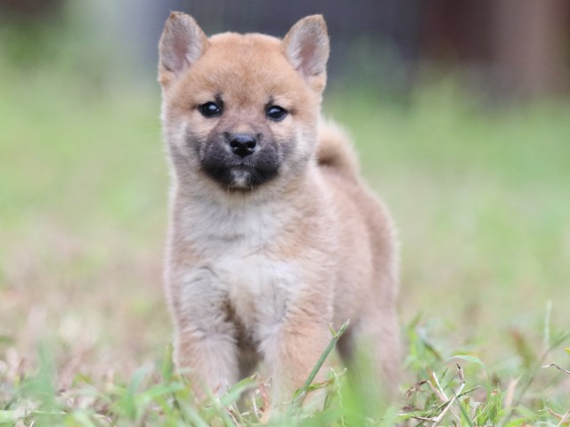 FP5A6248-puupy-shibainu FP5A6248-puupy-shibainu