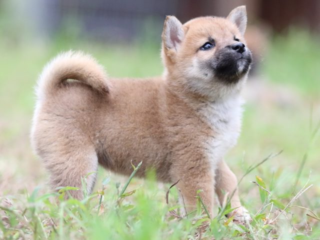FP5A6264-puupy-shibainu FP5A6264-puupy-shibainu