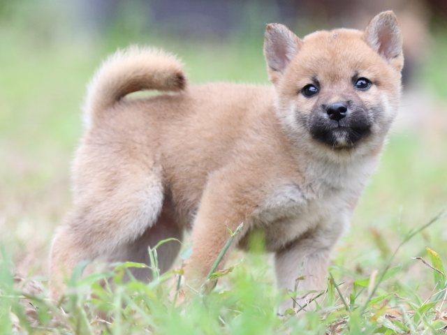 FP5A6268-puupy-shibainu FP5A6268-puupy-shibainu