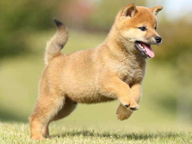 FP5A6279-puupy-shibainu FP5A6279-puupy-shibainu