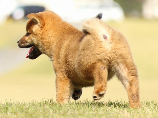FP5A6292-puupy-shibainu FP5A6292-puupy-shibainu