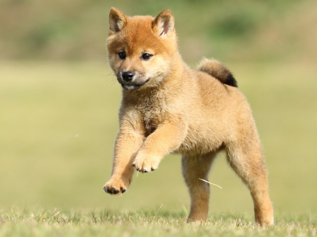 FP5A6294-puupy-shibainu FP5A6294-puupy-shibainu