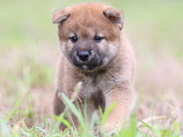 FP5A6315-puupy-shibainu FP5A6315-puupy-shibainu