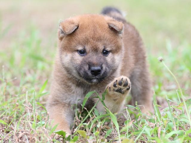 FP5A6339-puupy-shibainu FP5A6339-puupy-shibainu