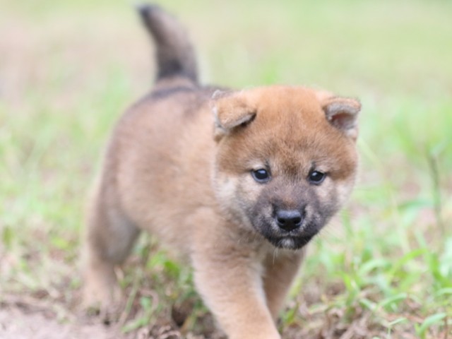 FP5A6343-puupy-shibainu FP5A6343-puupy-shibainu