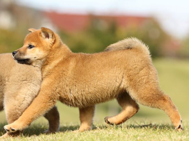 FP5A6344-puupy-shibainu FP5A6344-puupy-shibainu