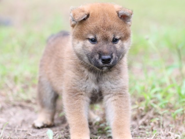 FP5A6351-puupy-shibainu FP5A6351-puupy-shibainu