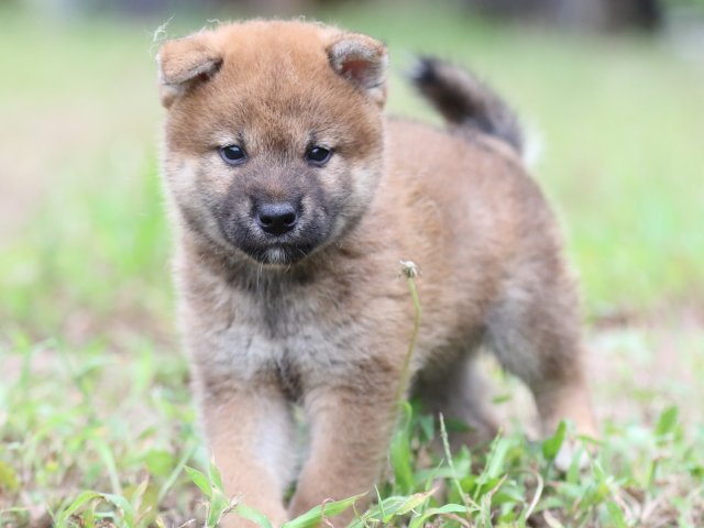 FP5A6361-puupy-shibainu FP5A6361-puupy-shibainu