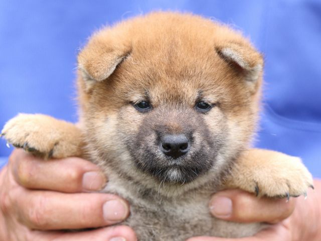 FP5A6380-puupy-shibainu FP5A6380-puupy-shibainu