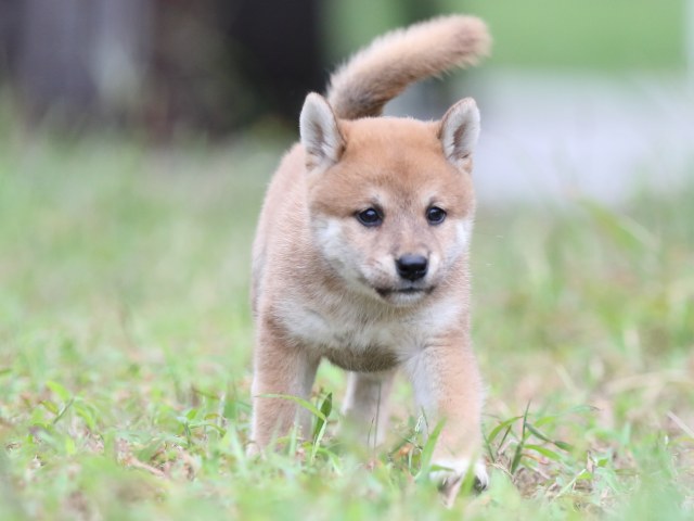 FP5A6402-puupy-shibainu FP5A6402-puupy-shibainu