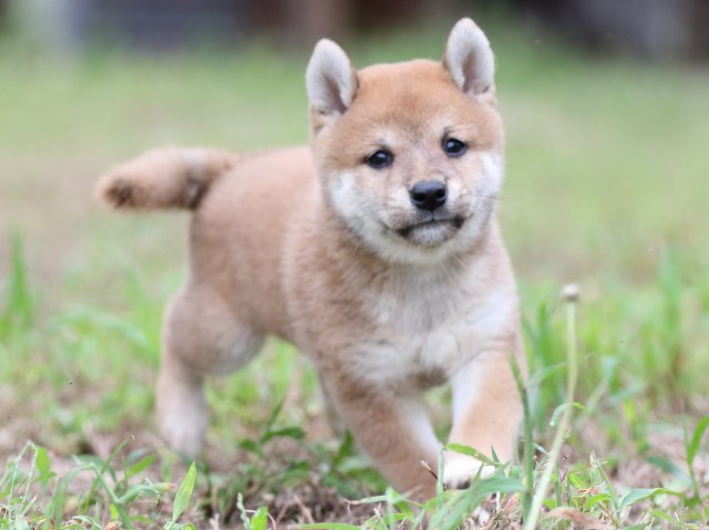 FP5A6433-puupy-shibainu FP5A6433-puupy-shibainu