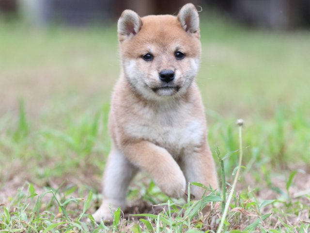 FP5A6434-puupy-shibainu FP5A6434-puupy-shibainu