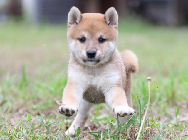 FP5A6435-puupy-shibainu FP5A6435-puupy-shibainu