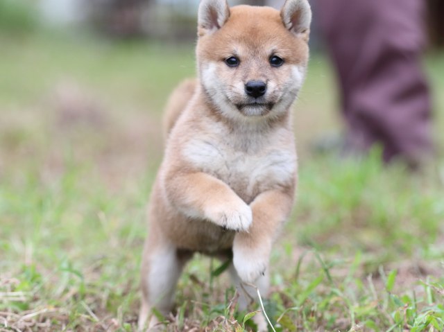 FP5A6441-puupy-shibainu FP5A6441-puupy-shibainu