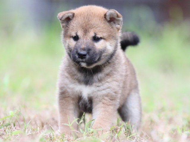 FP5A6457-puupy-shibainu FP5A6457-puupy-shibainu