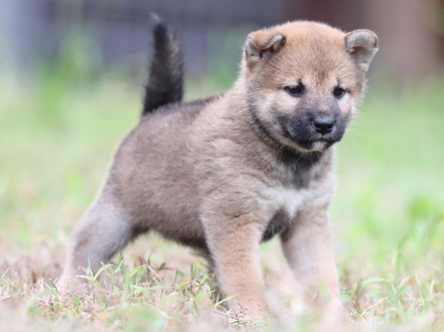 FP5A6464-puupy-shibainu FP5A6464-puupy-shibainu