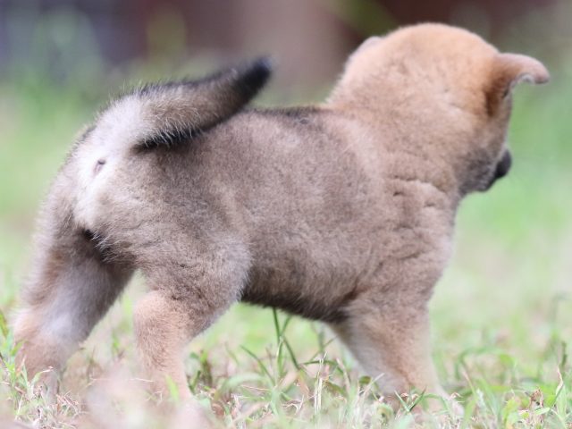FP5A6472-puupy-shibainu FP5A6472-puupy-shibainu