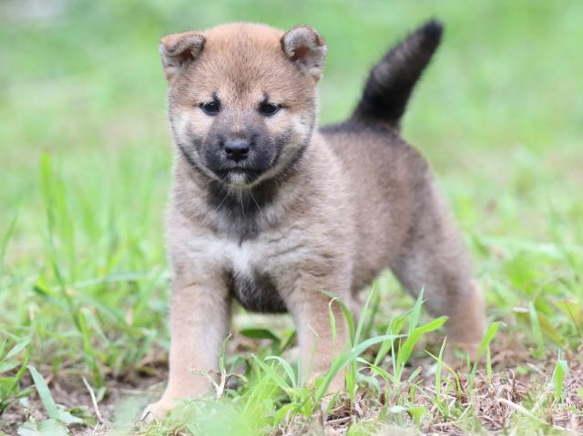 FP5A6481-puupy-shibainu FP5A6481-puupy-shibainu