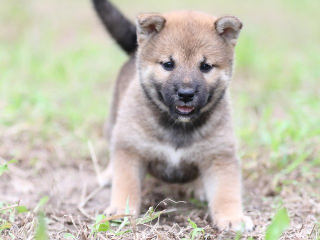 FP5A6505-puupy-shibainu FP5A6505-puupy-shibainu