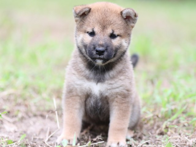FP5A6506-puupy-shibainu FP5A6506-puupy-shibainu