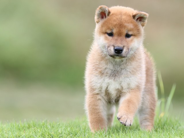 FP5A6522-puupy-shibainu FP5A6522-puupy-shibainu