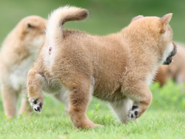 FP5A6543-puupy-shibainu FP5A6543-puupy-shibainu