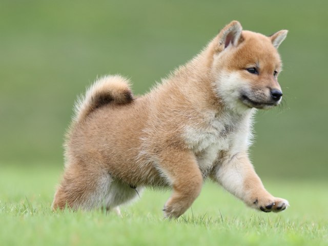 FP5A6561-puupy-shibainu FP5A6561-puupy-shibainu