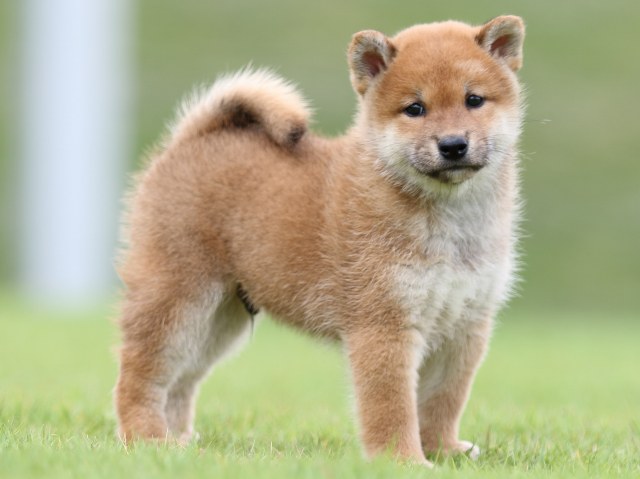 FP5A6564-puupy-shibainu FP5A6564-puupy-shibainu