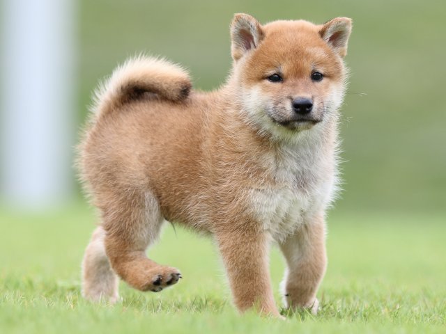 FP5A6566-puupy-shibainu FP5A6566-puupy-shibainu