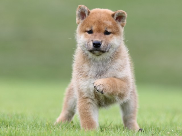 FP5A6586-puupy-shibainu FP5A6586-puupy-shibainu